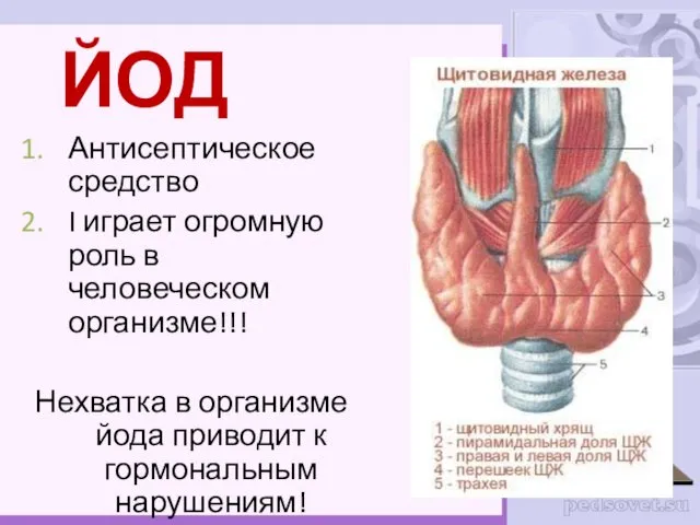 ЙОД Антисептическое средство I играет огромную роль в человеческом организме!!! Нехватка в организме