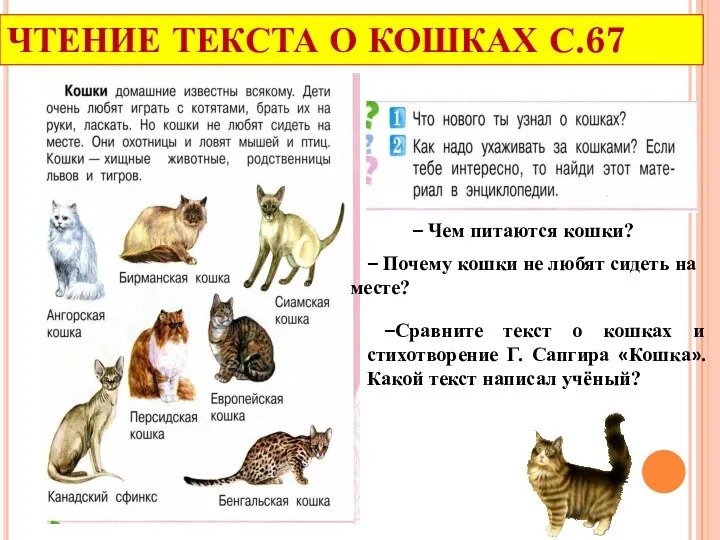 ЧТЕНИЕ ТЕКСТА О КОШКАХ С.67 – Чем питаются кошки? –