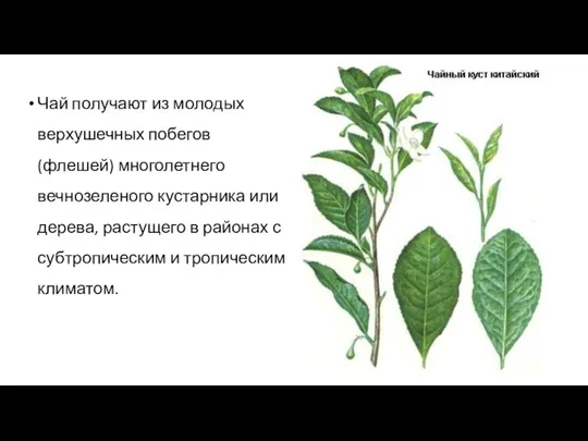 Чай получают из молодых верхушечных побегов (флешей) многолетнего вечнозеленого кустарника