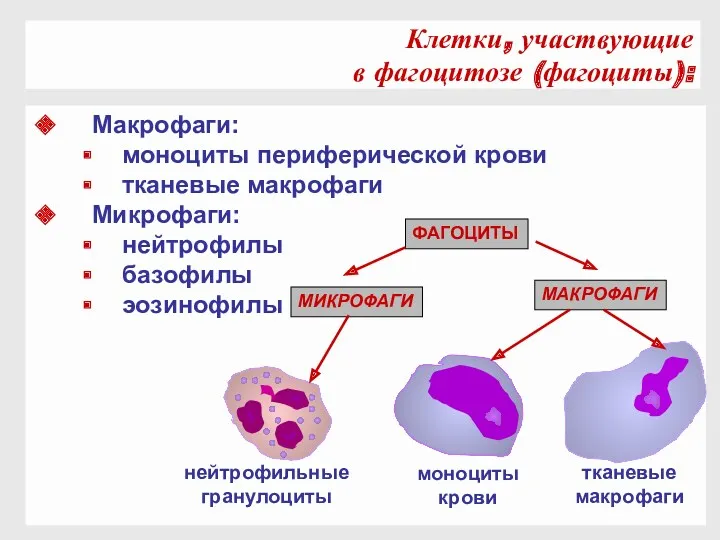 Клетки, участвующие в фагоцитозе (фагоциты): Макрофаги: моноциты периферической крови тканевые макрофаги Микрофаги: нейтрофилы