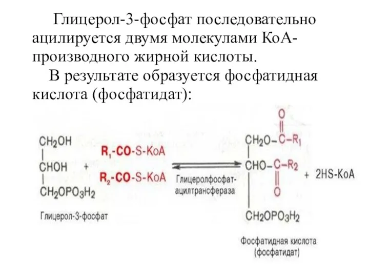 Глицерол-3-фосфат последовательно ацилируется двумя молекулами КоА-производного жирной кислоты. В результате образуется фосфатидная кислота (фосфатидат):