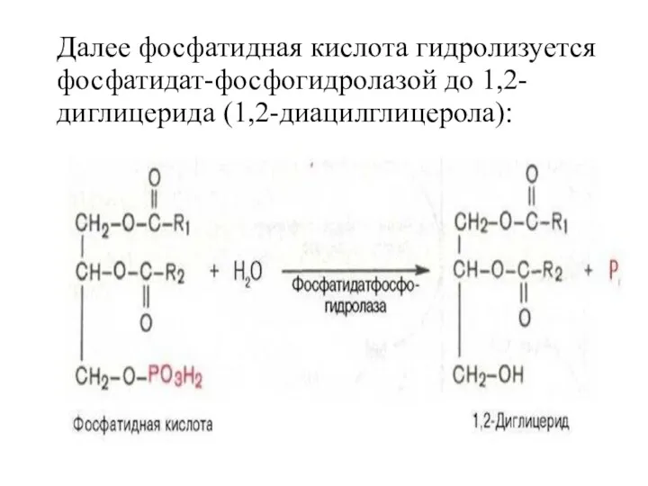 Далее фосфатидная кислота гидролизуется фосфатидат-фосфогидролазой до 1,2-диглицерида (1,2-диацилглицерола):