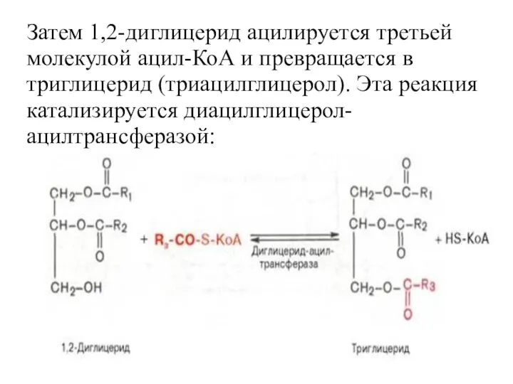 Затем 1,2-диглицерид ацилируется третьей молекулой ацил-КоА и превращается в триглицерид (триацилглицерол). Эта реакция катализируется диацилглицерол-ацилтрансферазой: