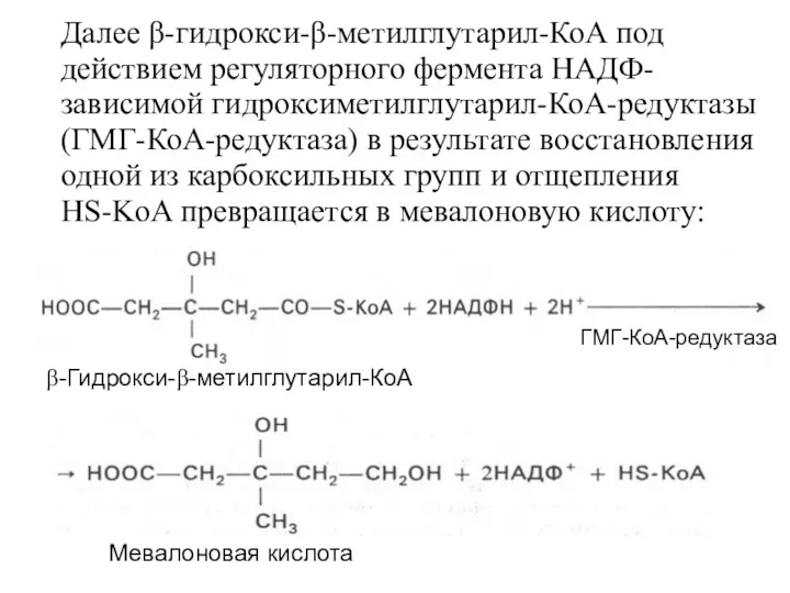 Далее β-гидрокси-β-метилглутарил-КоА под действием регуляторного фермента НАДФ-зависимой гидроксиметилглутарил-КоА-редуктазы (ГМГ-КоА-редуктаза) в