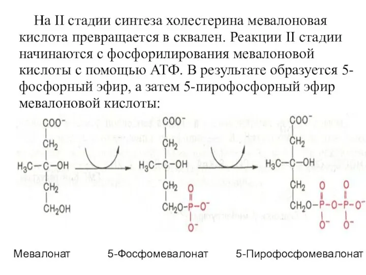 На II стадии синтеза холестерина мевалоновая кислота превращается в сквален.