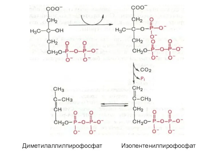 Диметилаллилпирофосфат Изопентенилпирофосфат