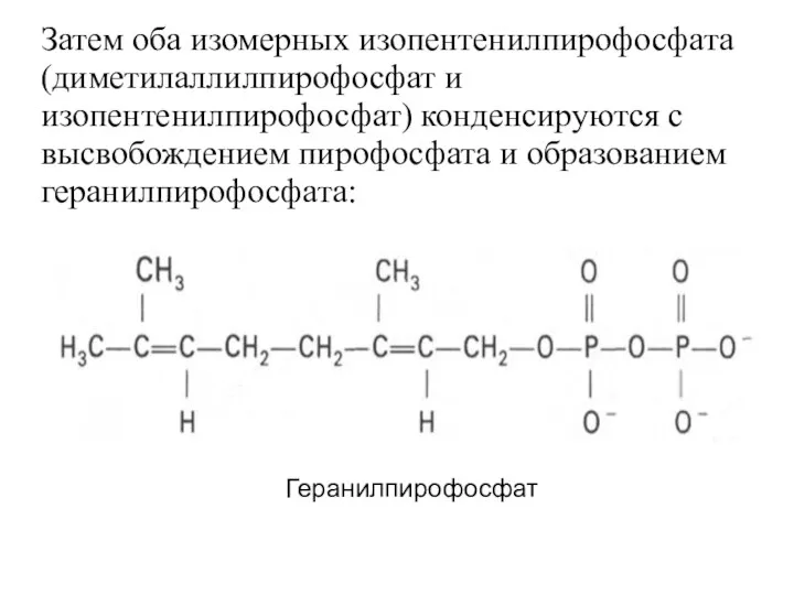 Затем оба изомерных изопентенилпирофосфата (диметилаллилпирофосфат и изопентенилпирофосфат) конденсируются с высвобождением пирофосфата и образованием геранилпирофосфата: Геранилпирофосфат