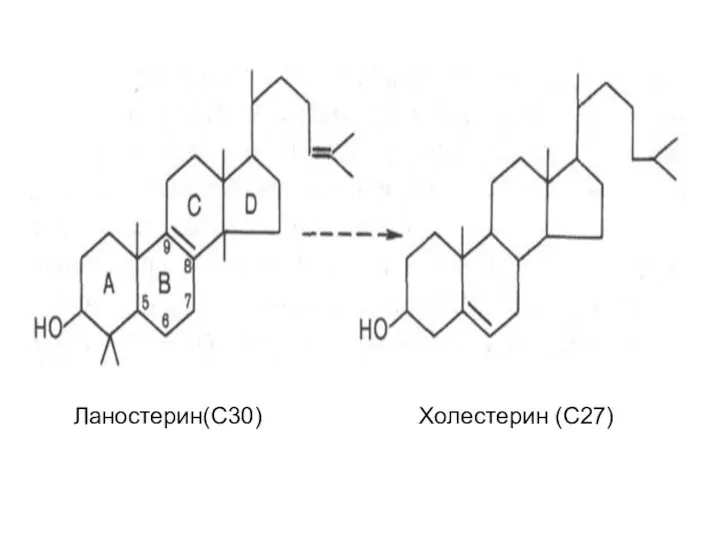 Ланостерин(С30) Холестерин (С27)