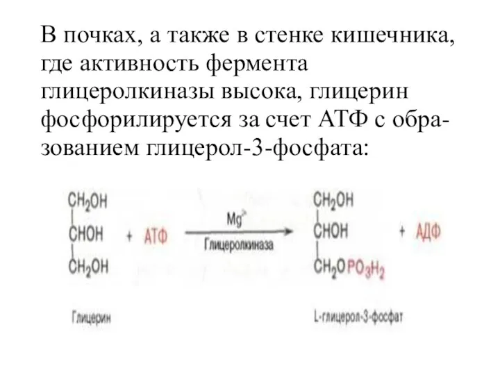 В почках, а также в стенке кишечника, где активность фермента