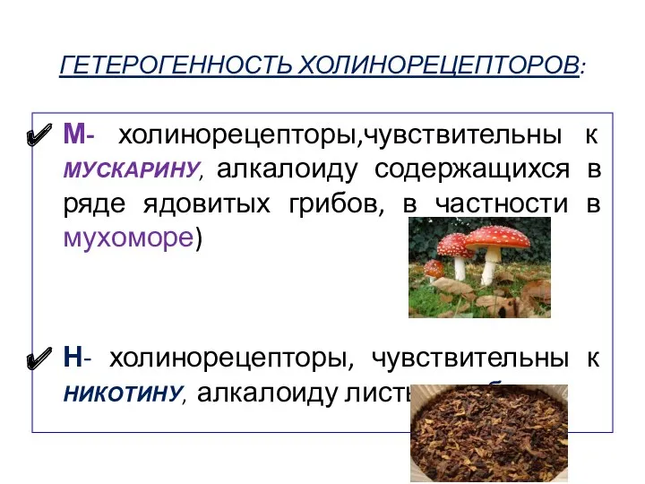 ГЕТЕРОГЕННОСТЬ ХОЛИНОРЕЦЕПТОРОВ: М- холинорецепторы,чувствительны к МУСКАРИНУ, алкалоиду содержащихся в ряде ядовитых грибов, в