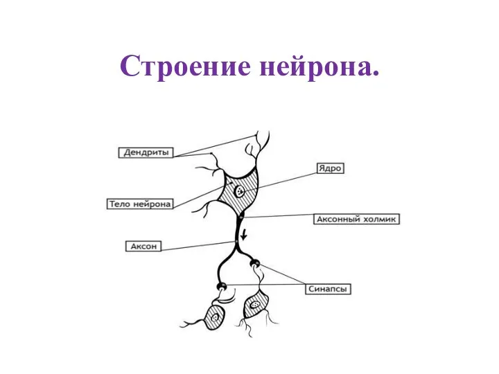 Строение нейрона.