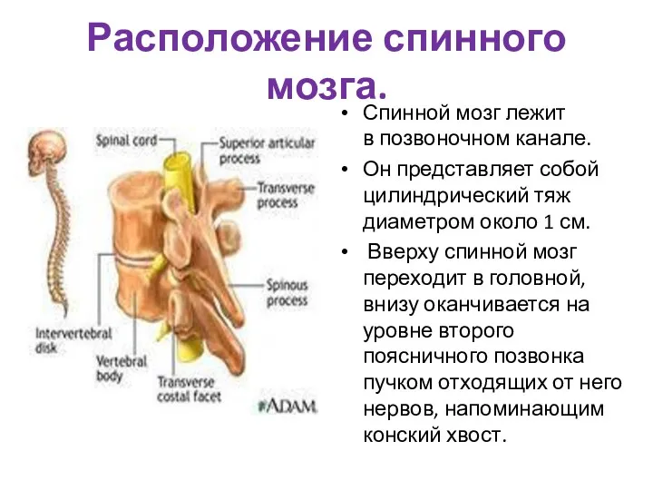 Расположение спинного мозга. Спинной мозг лежит в позвоночном канале. Он представляет собой цилиндрический