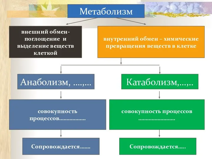 Метаболизм внутренний обмен – химические превращения веществ в клетке внешний