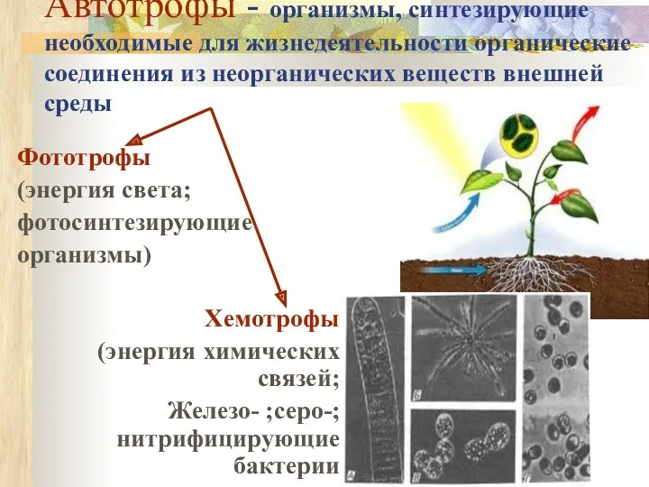 Автотрофы - организмы, синтезирующие необходимые для жизнедеятельности органические соединения из