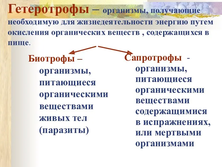 Гетеротрофы – организмы, получающие необходимую для жизнедеятельности энергию путем окисления