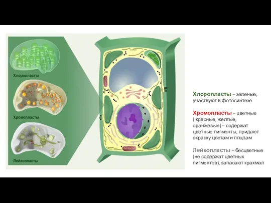 Хлоропласты – зеленые, участвуют в фотосинтезе Хромопласты – цветные (