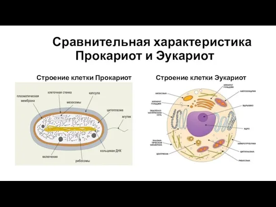 Сравнительная характеристика Прокариот и Эукариот Строение клетки Прокариот Строение клетки Эукариот