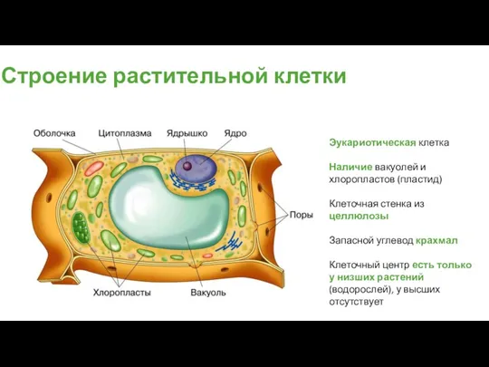Строение растительной клетки Эукариотическая клетка Наличие вакуолей и хлоропластов (пластид)