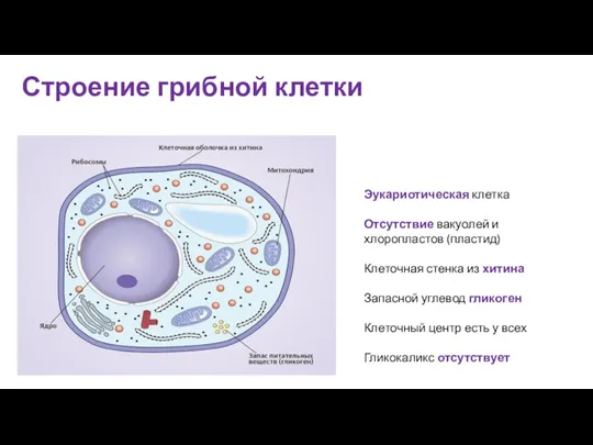 Строение грибной клетки Эукариотическая клетка Отсутствие вакуолей и хлоропластов (пластид)