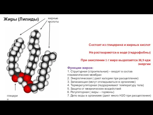 Жиры (Липиды) Состоят из глицерина и жирных кислот Не растворяются