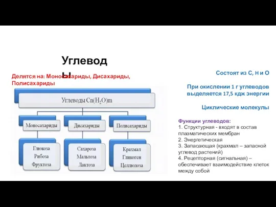 Углеводы Состоят из С, H и О При окислении 1