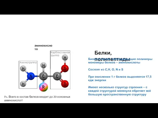 Белки, полипептиды Биологические азотсодержащие полимеры мономеры белков – аминокислоты Состоят