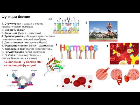 Функции белков 1. Структурная – входят в состав плазматических мембран