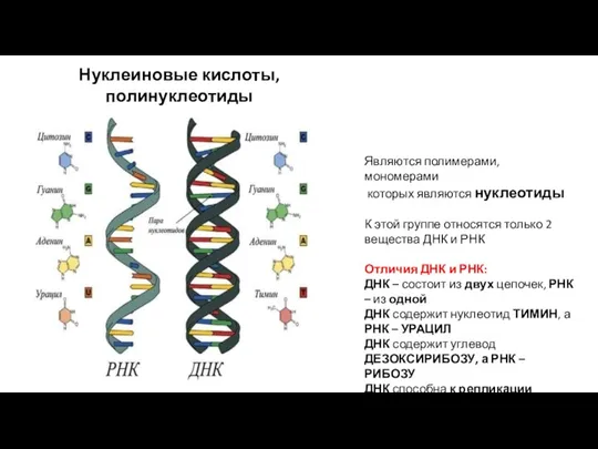 Нуклеиновые кислоты, полинуклеотиды Являются полимерами, мономерами которых являются нуклеотиды К