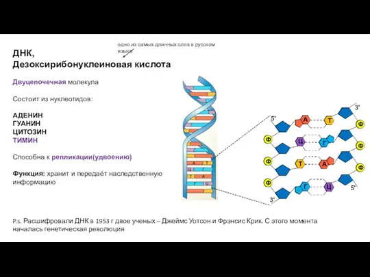 ДНК, Дезоксирибонуклеиновая кислота Двуцепочечная молекула Состоит из нуклеотидов: АДЕНИН ГУАНИН