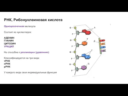 РНК, Рибонуклеиновая кислота Одноцепочечная молекула Состоит из нуклеотидов: АДЕНИН ГУАНИН