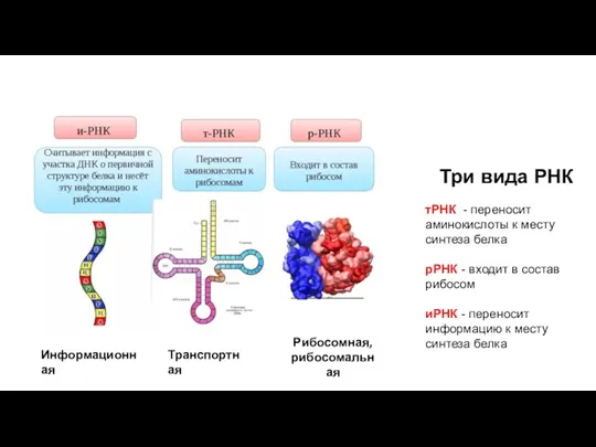 Три вида РНК тРНК - переносит аминокислоты к месту синтеза