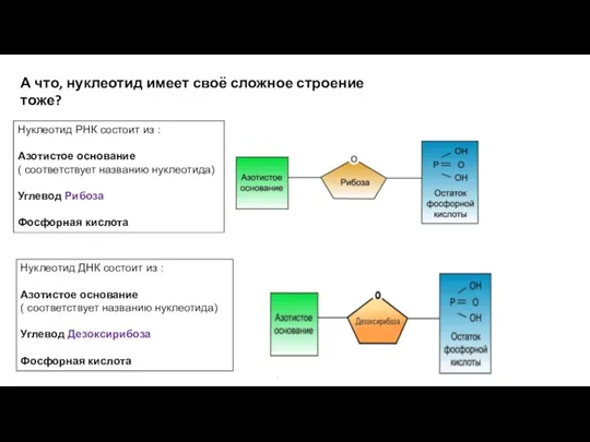 Нуклеотид ДНК состоит из : Азотистое основание ( соответствует названию