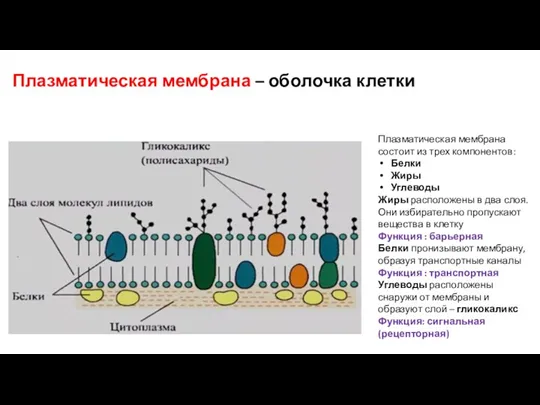 Плазматическая мембрана – оболочка клетки Плазматическая мембрана состоит из трех