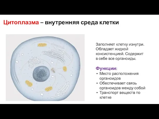 Цитоплазма – внутренняя среда клетки Заполняет клетку изнутри. Обладает жидкой