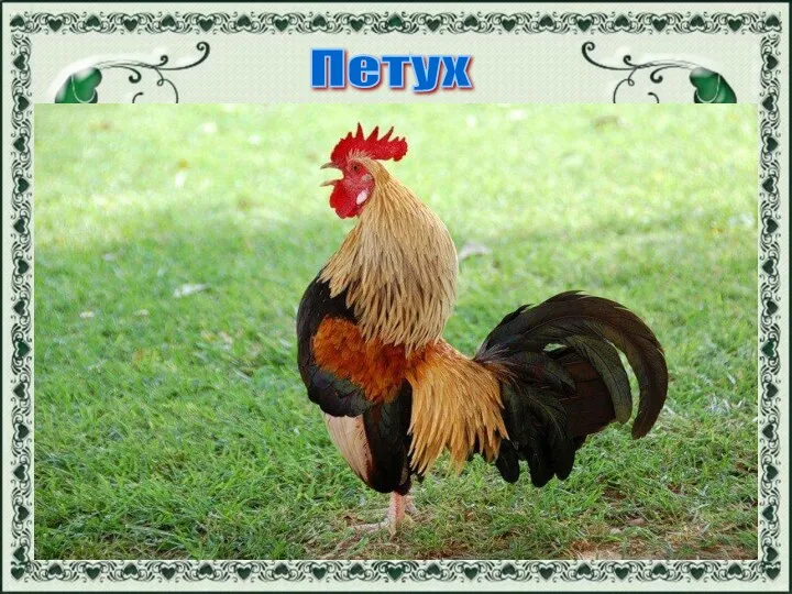 Петух