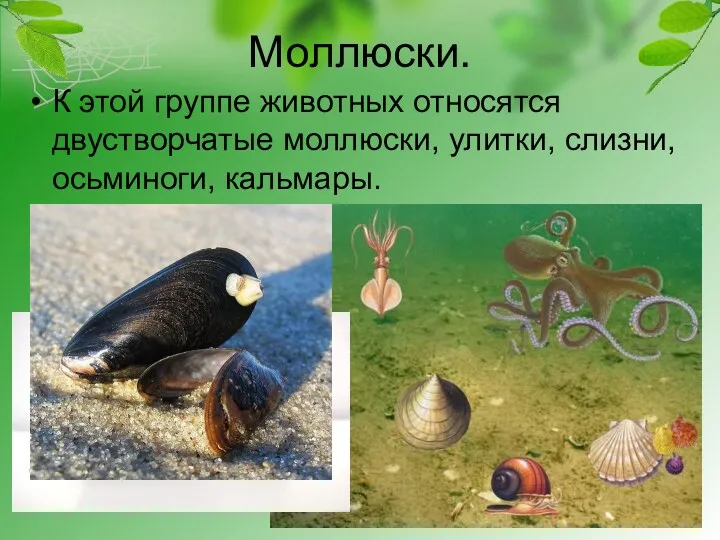 Моллюски. К этой группе животных относятся двустворчатые моллюски, улитки, слизни, осьминоги, кальмары.