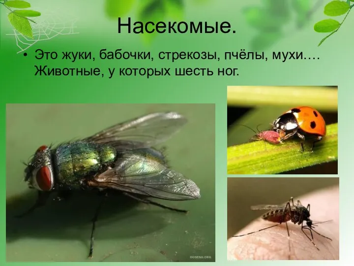 Насекомые. Это жуки, бабочки, стрекозы, пчёлы, мухи…. Животные, у которых шесть ног.