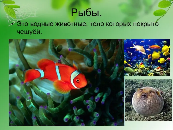 Рыбы. Это водные животные, тело которых покрыто чешуёй.