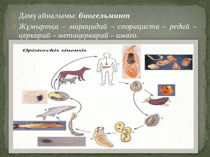 Даму айналымы: биогельминт Жұмыртқа – мирацидий – спорациста – редий – церкарий – метацеркарий – имаго.