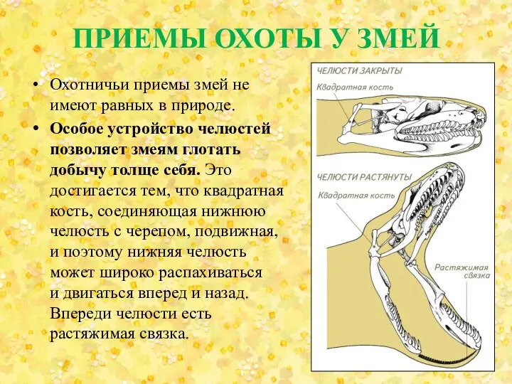 ПРИЕМЫ ОХОТЫ У ЗМЕЙ Охотничьи приемы змей не имеют равных