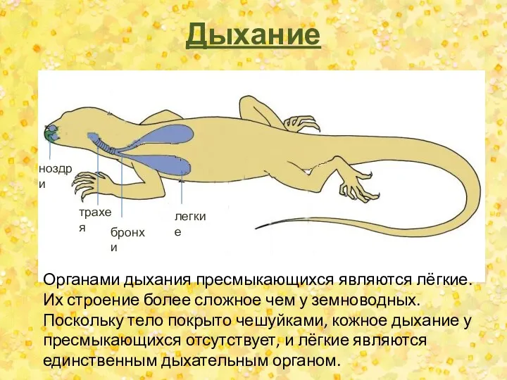 Дыхание трахея бронхи легкие ноздри Органами дыхания пресмыкающихся являются лёгкие.