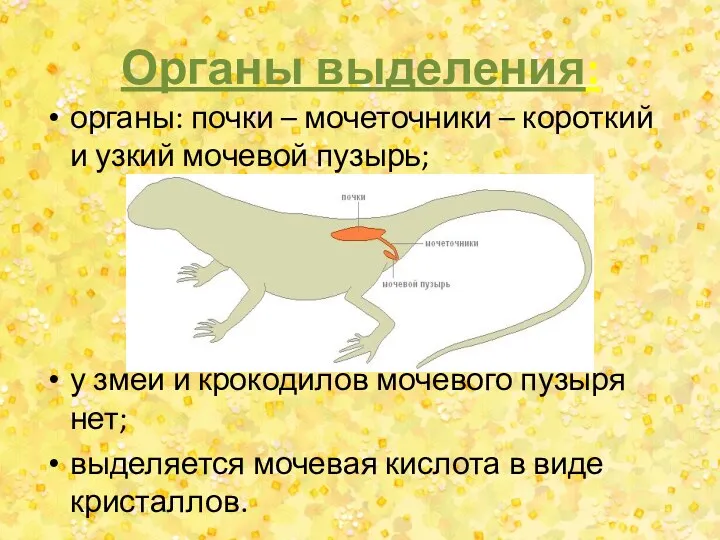 Органы выделения: органы: почки – мочеточники – короткий и узкий