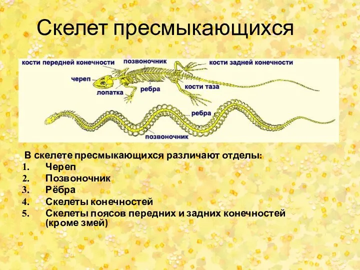 Скелет пресмыкающихся В скелете пресмыкающихся различают отделы: Череп Позвоночник Рёбра