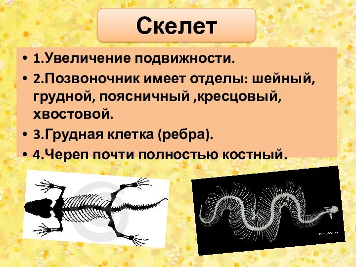 Скелет 1.Увеличение подвижности. 2.Позвоночник имеет отделы: шейный, грудной, поясничный ,кресцовый,