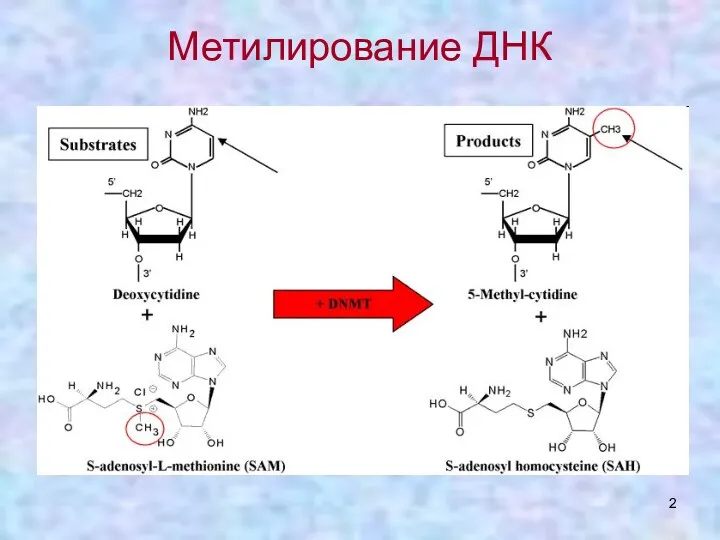 Метилирование ДНК