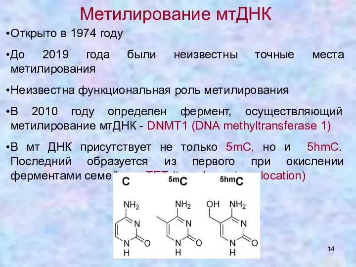 Метилирование мтДНК Открыто в 1974 году До 2019 года были