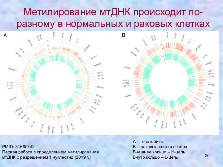 Метилирование мтДНК происходит по-разному в нормальных и раковых клетках А