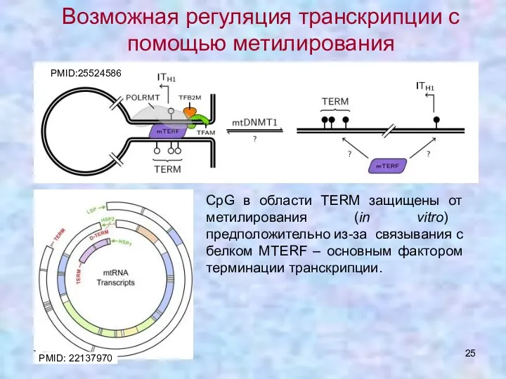 CpG в области TERM защищены от метилирования (in vitro) предположительно