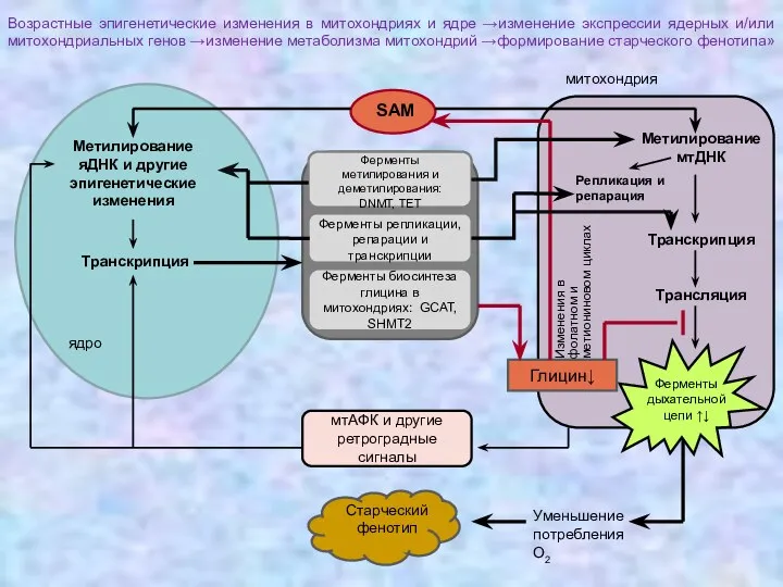 митохондрия Возрастные эпигенетические изменения в митохондриях и ядре →изменение экспрессии