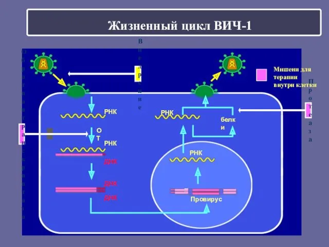 Жизненный цикл ВИЧ-1 ОТ Провирус белки РНК ДНК РНК ДНК ДНК Протеаза Обратная